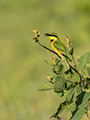 Little Bee-Eater