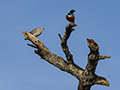 African Mourning Dove and Superb Starling