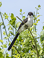 Long-Tailed Fiscal Shrike