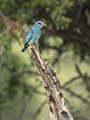 Eurasian Roller