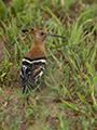 Hoopoe