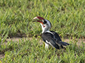 Von Der Decken's Hornbill