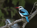 Woodland Kingfisher