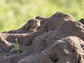 Dwarf Mongoose