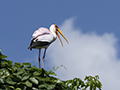 Yellow-Billed Stork