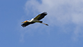 Yellow-Billed Stork