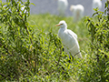 Cattle Egret