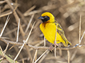 Speke's Weaver