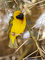 Speke's Weaver