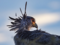 Secretary Bird