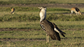 Kori Bustard in Partial Display