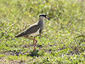 Crowned Plover