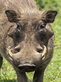 Warthog