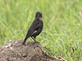 Northern Anteater-Chat