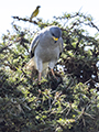 Eastern Pale Chanting Goshawk