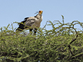 Secretary Bird