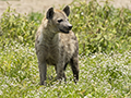 Spotted Hyena