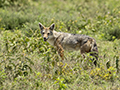 Black-Backed Jackal