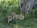 Lion Cub