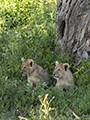 Lion Cub