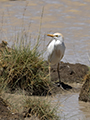 Cattle Egret