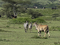 Eland and Common Zebra