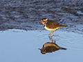 Three-Banded Plover