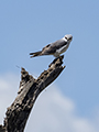 Black-Shouldered Kite