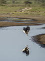 African Fish Eagle