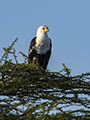 African Fish Eagle