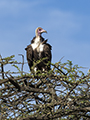 Lappet-Faced Vulture