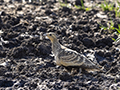 Sandgrouse