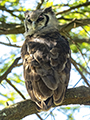 Verreaux's Eagle-Owl