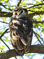 Verreaux's Eagle-Owl