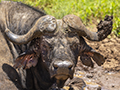 Cape Buffalo