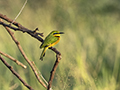 Little Bee-Eater