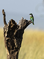 Diederik Cuckoo