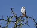 Pygmy Falcon