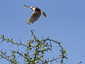 Pygmy Falcon