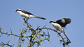 Grey-Backed Fiscal Shrike