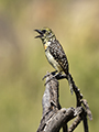 D'Arnaud's Barbet