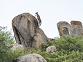 Klipspringer