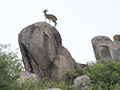 Klipspringer