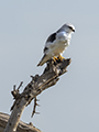 Black-Shouldered Kite