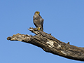 Grey Kestrel