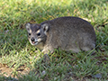 Rock Hyrax