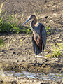 Purple Heron