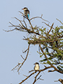 Striped Kingfisher