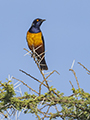 Superb Starling