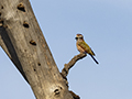 Rufous-Crowned Roller